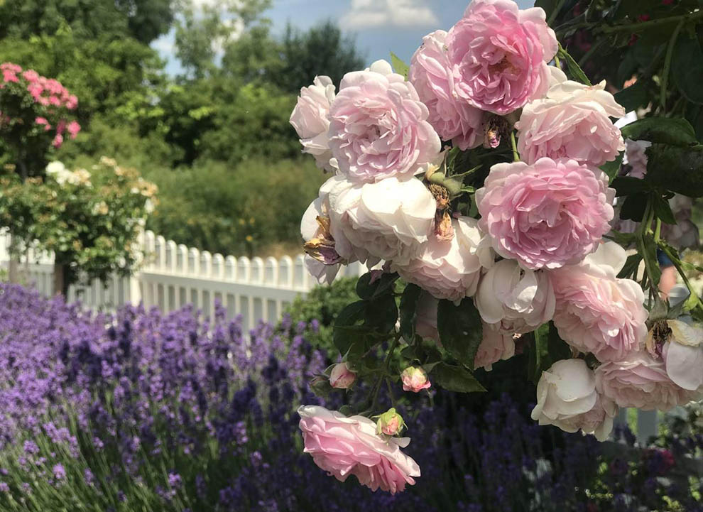Blumengärten Hirschstetten, English Multi-petal roses