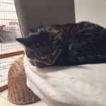 Sleeping Cat Sleeping Cat