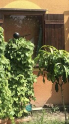 Mexican Plants Mexican Plants