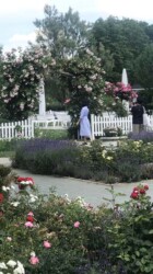 Rose garden fence rose garden fence