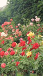 Roses at the Volksgarten Roses at the Volksgarten