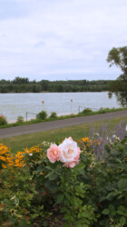 Flowers by the Tulln port Flowers by the Tulln port